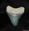 Inch Bone Valley Megalodon Tooth #533-1